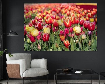 Coloured tulips in the Bulb Region by Hélène Wiesenhaan