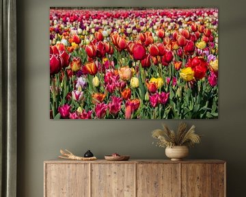 les tulipes dans la région des bulbes sur Hélène Wiesenhaan