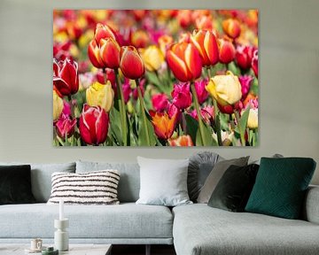 coloured tulips by Hélène Wiesenhaan