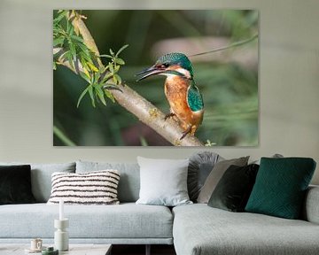 kingfisher by Bas Groenendijk