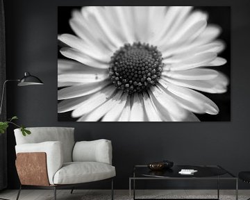 Daisy in black and white by Ilse Jansen