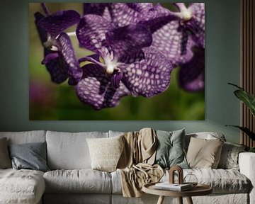 Paarse orchidee van MM Imageworks