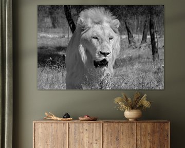 Hungry white lion focused on his target by Laurens Coolsen