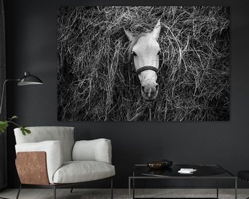 Workhorse hidden in the hay in rural Guatemala by Laurens Coolsen