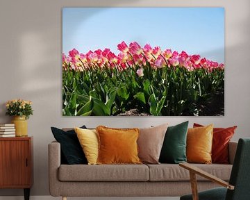 Roze tulpen in het veld van Homemade Photos