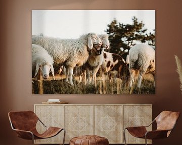 Sheep love by Linda Mannsperger