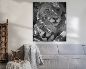 sleeping lions by Ed Dorrestein