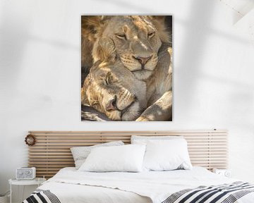 sleeping lions