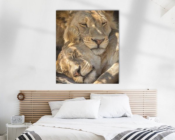 sleeping lions