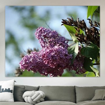 Spring Flowers Collection