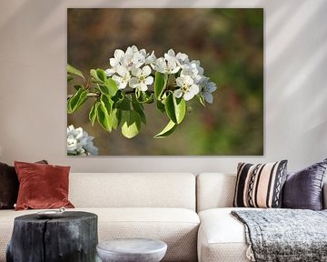 Spring Flowers Collection