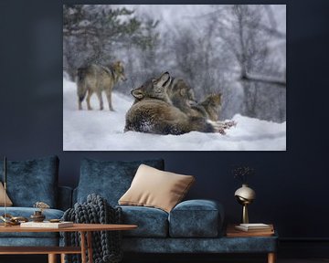 Un loup dans la neige sur Anam Nàdar