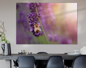 Bumblebee on lavender by Anam Nàdar