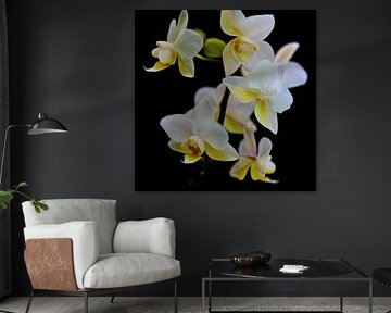 Orchidee 