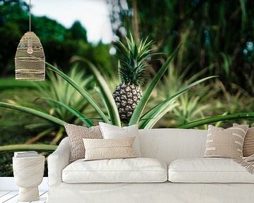 Hawaii Pineapple by road to aloha