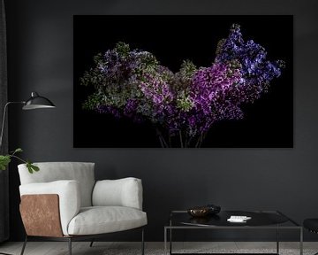 Lilacs with black background by Erik de Rijk