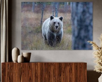 Brown bear by Merijn Loch