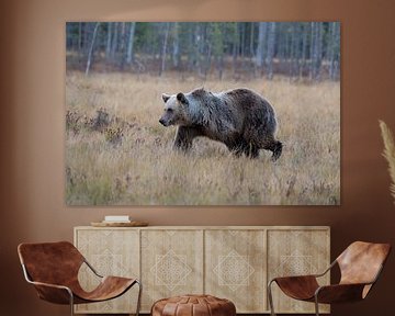 Brown Bear by Merijn Loch