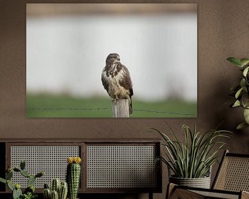 Buizerd op paal.