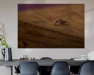 Une araignée qui saute sur un bloc de bois. sur Erik de Rijk