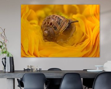 Snail on a ranunculus. by Erik de Rijk