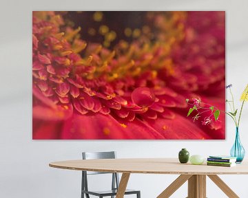 Gerbera avec une goutte. sur Erik de Rijk