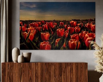 Tulipmania by peterheinspictures