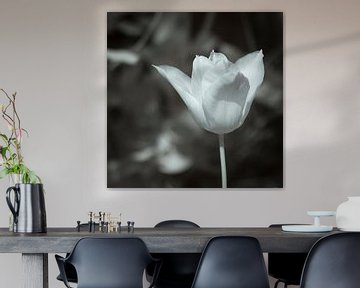 Witte tulp. van Ad Van Koppen Fotografie