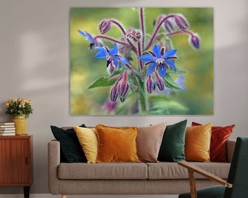 Bernagie plant met blauwe bloemen van Ronald Smits
