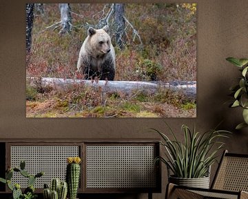 Brown bear at rest by Merijn Loch