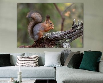 Squirrel by Merijn Loch