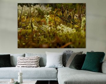 Paddestoel in herfstkleuren van Merijn Loch