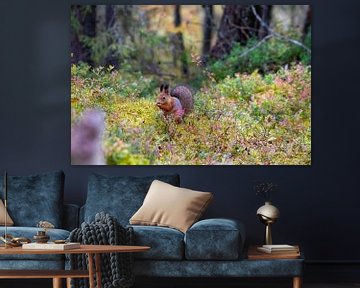 Eekhoorn in de herfstkleuren van Merijn Loch