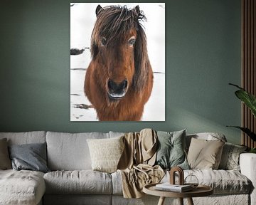 Icelandic Horse (Icelandic) in the snow in winter in Iceland by Michiel Dros