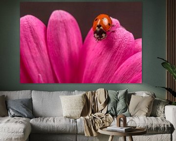 Ladybug on gerbera. by Erik de Rijk