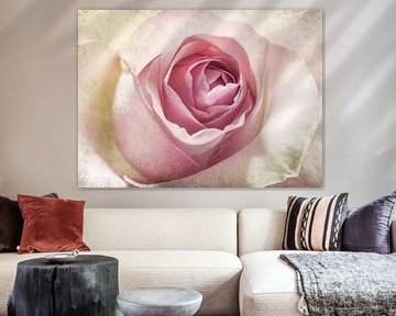 Rose sur Corinna van der Ven