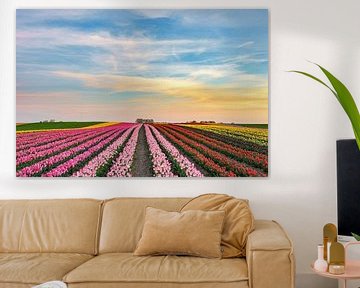 In the evening in a tulip field on the Lower Rhine by Michael Valjak