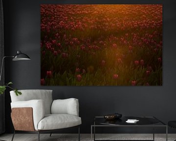 Tulpen in het eerste ochtendlicht