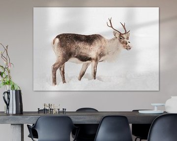 Des rennes en train de brouter dans la neige dans le nord de la Norvège sur Sjoerd van der Wal Photographie