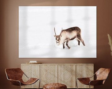 Reindeer grazing in the snow in Northern Norway by Sjoerd van der Wal Photography