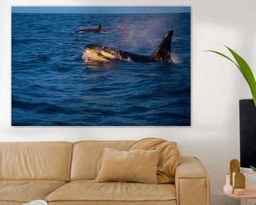 Orca von Merijn Loch