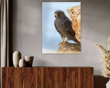 Sooty Falcon perched on a rock by AGAMI Photo Agency