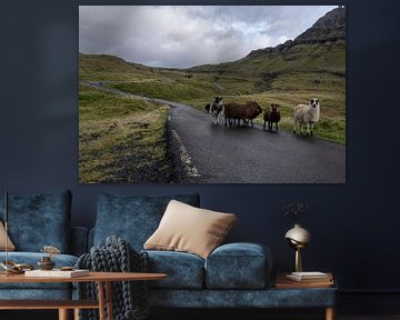 Faeröer  schapen op de weg