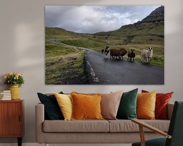 Faeröer  schapen op de weg van Robinotof