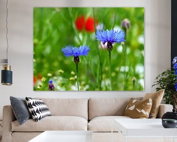 Cornflowers (Korenbloemen) van Caroline Lichthart