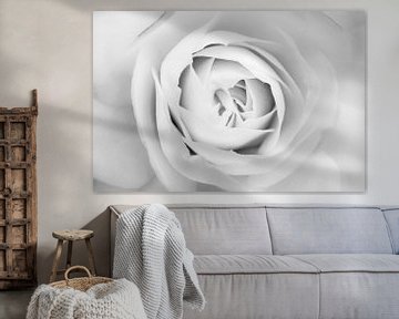 Witte roos, White rose van Geert-Jan Timmermans