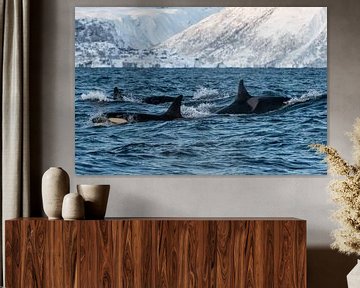 Gruppe von Orcas von Merijn Loch