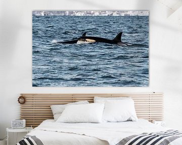 Orca sur Merijn Loch