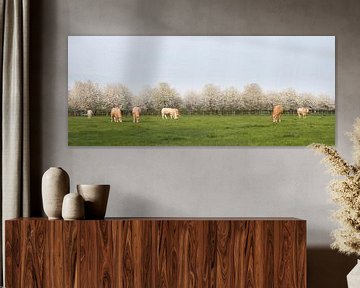 blonde d'aquitaine cows in spring landscape with blossoming trees near utrecht in the netherlands van anton havelaar