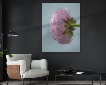 ranonkel flower